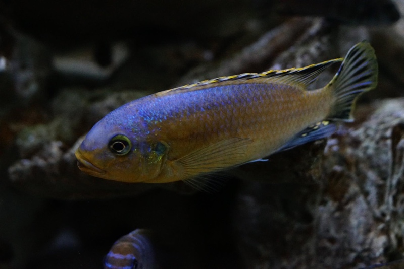 Petrotilapia genalutea 'Chimwalani Reef'